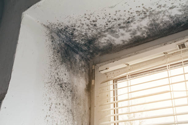 Affordable Mold Cleanup solutions in Sterling, IL